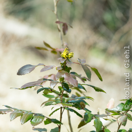 Botanischer_Garten_FFM_20180331_014