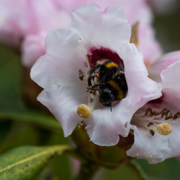 Botanischer_Garten_FFM_20180331_007