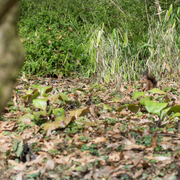 Botanischer_Garten_FFM_20180331_011