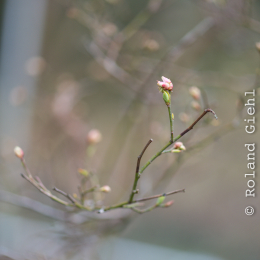 Botanischer_Garten_FFM_20180331_016