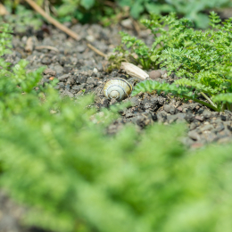 Botanischer_Garten_FFM_20180331_019