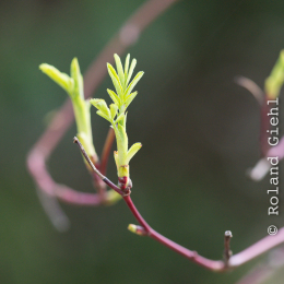 Botanischer_Garten_FFM_20180331_017