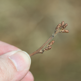 Botanischer_Garten_FFM_20180331_013