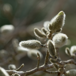 Botanischer_Garten_FFM_20180331_004