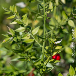 Botanischer-Garten-FFM_010_20220313
