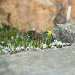 Botanischer-Garten-FFM_008_20220313