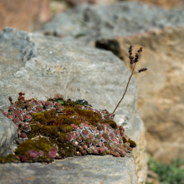 Botanischer-Garten-FFM_007_20220313