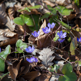 Botanischer-Garten-FFM_012_20220313