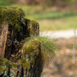 Botanischer-Garten-FFM_005_20220313