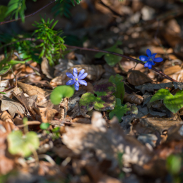 Botanischer-Garten-FFM_013_20220313