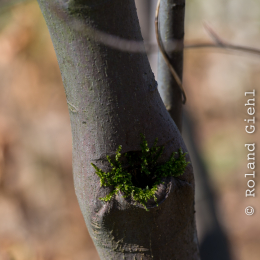Botanischer-Garten-FFM_011_20220313