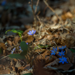 Botanischer-Garten-FFM_014_20220313