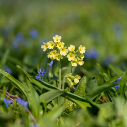 Botanischer-Garten-FFM_003_20220313