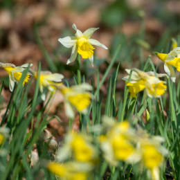 Botanischer-Garten-FFM_002_20220313
