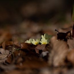 Botanischer-Garten-FFM_001_20250307