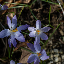 Botanischer-Garten-FFM_005_20250307