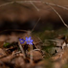 Botanischer-Garten-FFM_003_20250307