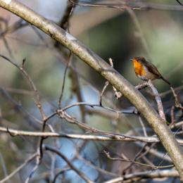 Botanischer-Garten-FFM_009_20250307