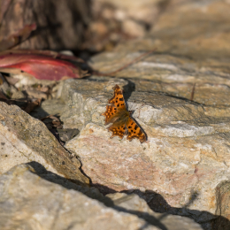 Botanischer-Garten-FFM_011_20250307