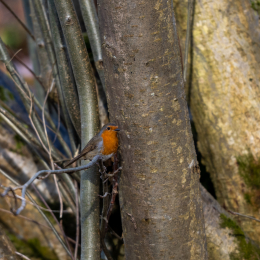 Botanischer-Garten-FFM_010_20250307