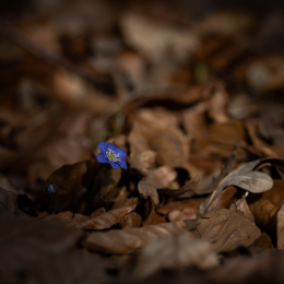 Botanischer-Garten-FFM_004_20250307