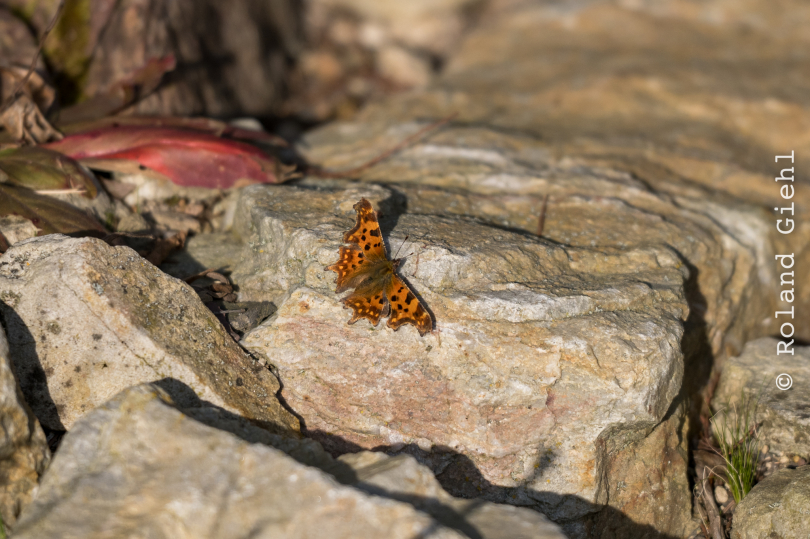 Botanischer-Garten-FFM_011_20250307