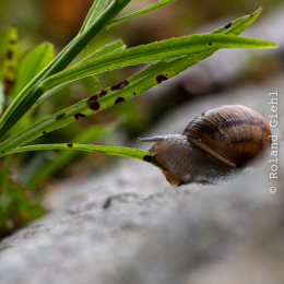 Bot. Garten Frankfurt Mai 2024