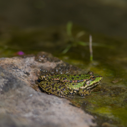 Bot. Garten Frankfurt September 2012