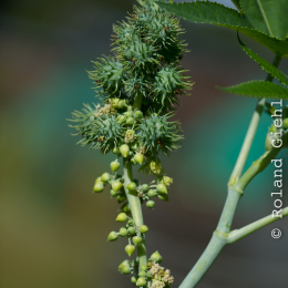Botanischer_Garten_Frankfurt_20120902-001