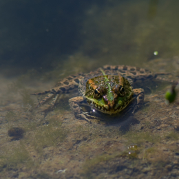 Botanischer_Garten_Frankfurt_20120902-014