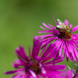 Botanischer_Garten_Frankfurt_20120902-005