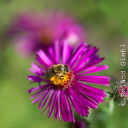 Botanischer_Garten_Frankfurt_20120902-004