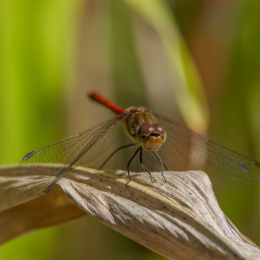 Botanischer_Garten_Frankfurt_20120902-010