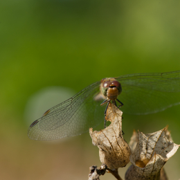 Botanischer_Garten_Frankfurt_20120902-012