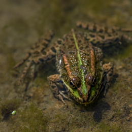 Botanischer_Garten_Frankfurt_20120902-015