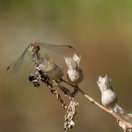 Botanischer_Garten_Frankfurt_20120902-013