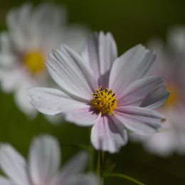 Botanischer_Garten_Frankfurt_20120902-008