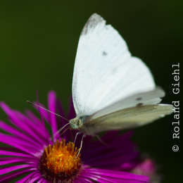 Botanischer_Garten_Frankfurt_20120902-006