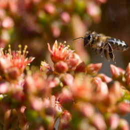 Botanischer_Garten_Frankfurt_20120902-002