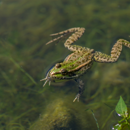 Botanischer_Garten_Frankfurt_20120902-016