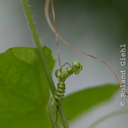Botanischer-Garten-Mainz_20161002_009