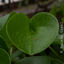 Botanischer-Garten-Mainz_20161002_035