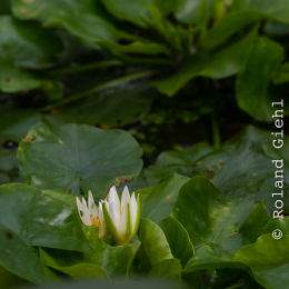 Botanischer-Garten-Mainz_20161002_031