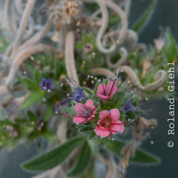 Botanischer-Garten-Mainz_20161002_018