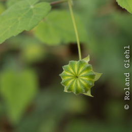 Botanischer-Garten-Mainz_20161002_017