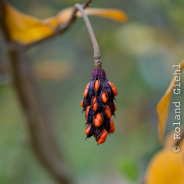 Botanischer-Garten-Mainz_20161002_042