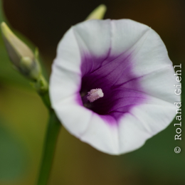 Botanischer-Garten-Mainz_20161002_006