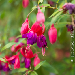 Botanischer-Garten-Mainz_20161002_002
