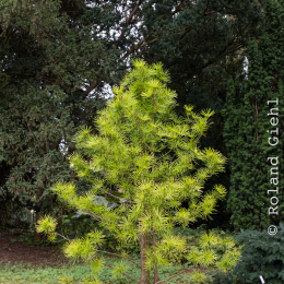 Botanischer-Garten-Mainz_20161002_044