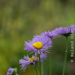Botanischer-Garten-Mainz_20161002_038